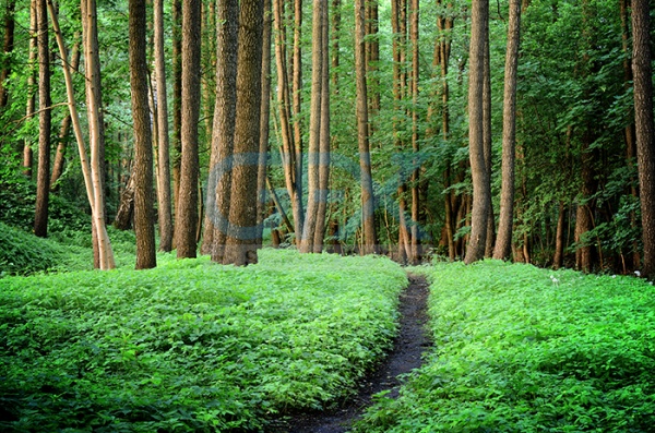 دانلود عکس زیبای جاده جنگلی