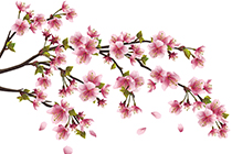 دانلود وکتور زیبای شاخه و شکوفه های درخت گیلاس