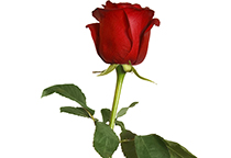 دانلود عکس زیبای گل رز قرمز ایزوله شده در بک گراند سفید
