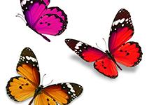 دانلود عکس استوک سه پروانه ایزوله شده در بک گراند سفید