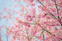 دانلود عکس استوک گل و شکوفه با پس زمینه طبیعت زیبا