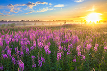 دانلود عکس استوک چشم انداز روستایی و شکوفه ها در طلوع آفتاب