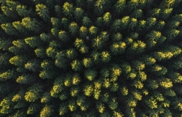 عکس هوایی جنگل سبز مناسب طراحی