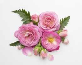 دانلود رایگان عکس با کیفیت گل رز صورتی از نمای بالا