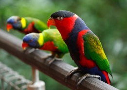 مجموعه عکس حیات وحش جدید با کیفیت بالا