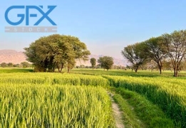 دانلود عکس طبیعت گندم زار سبز و جاده زیبا