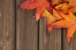 بک گراند عکس پاییزی تم چوب و برگ