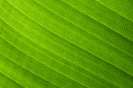 بک گراند تکسچر بافت سبز برگ موز