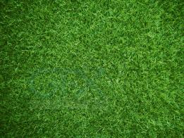 تکسچر زمین چمن سبز با کیفیت بالا