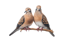 عکس png کبوترهای عاشق دوربری شده