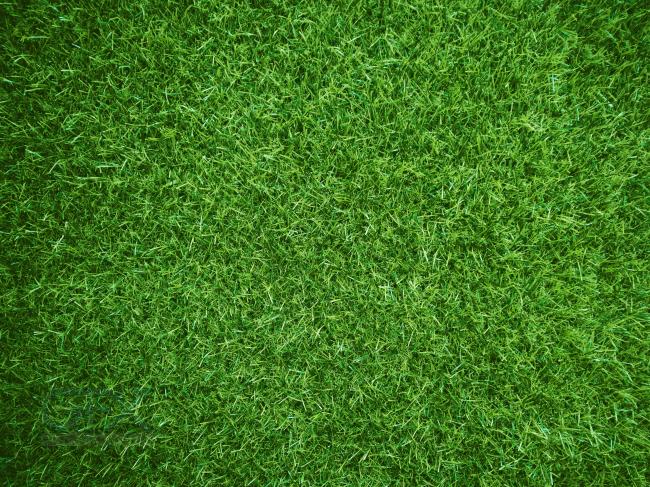 تکسچر زمین چمن سبز با کیفیت بالا