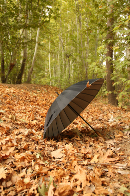 عکس چتر مشکی در طبیعت پاییزی