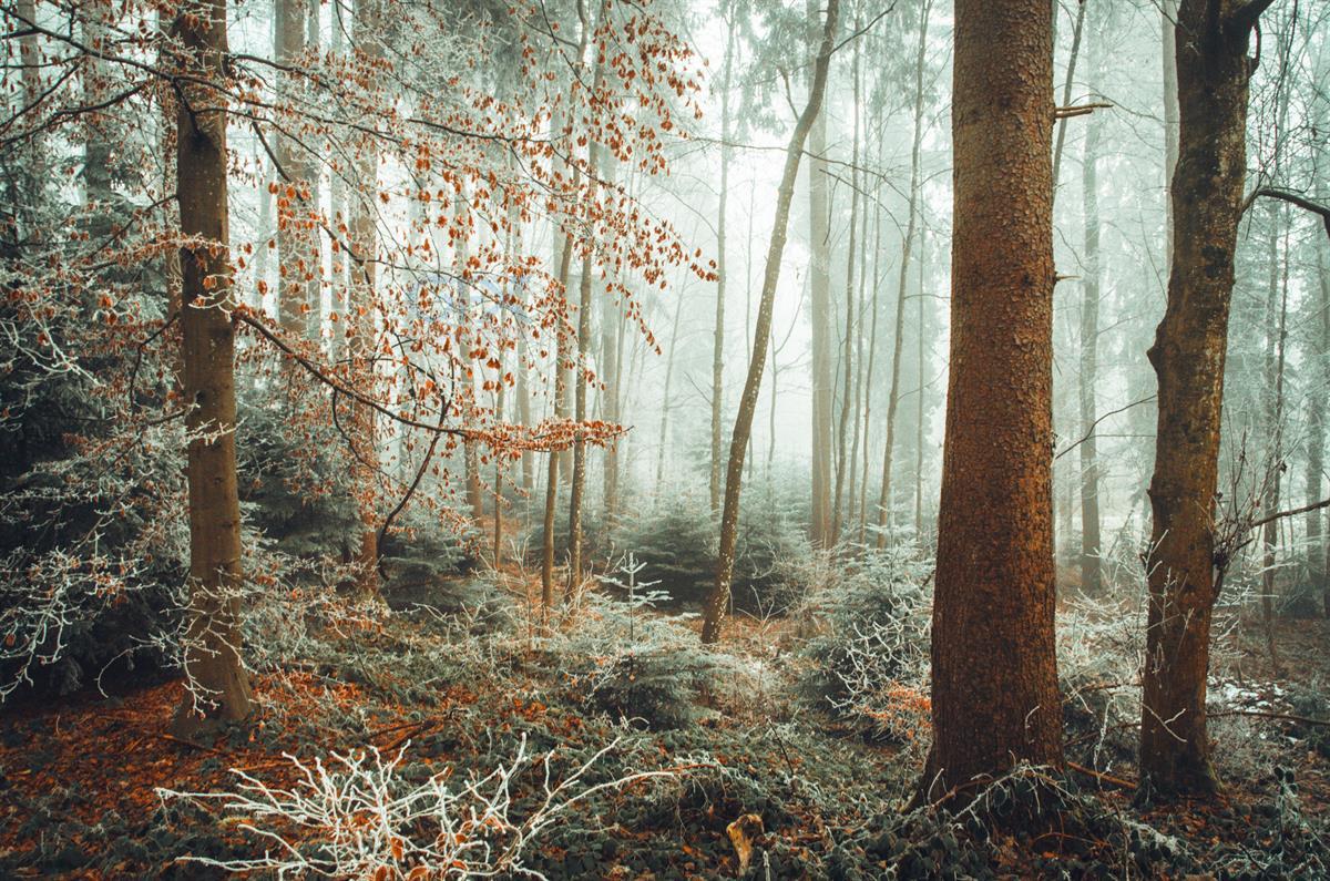 جنگل مه‌آلود زمستانی Winter Frost Forest