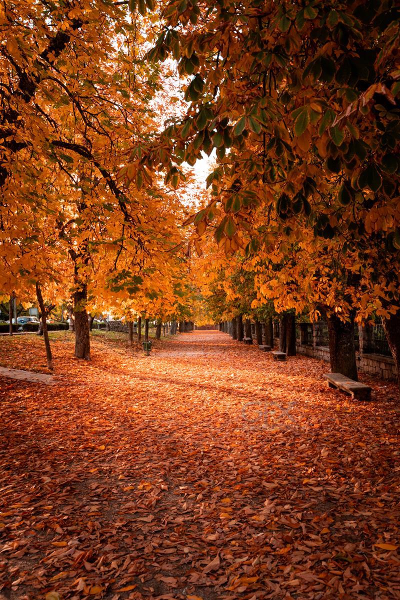 پارک پاییزی و برگ‌ریزان Autumn Park Leaves