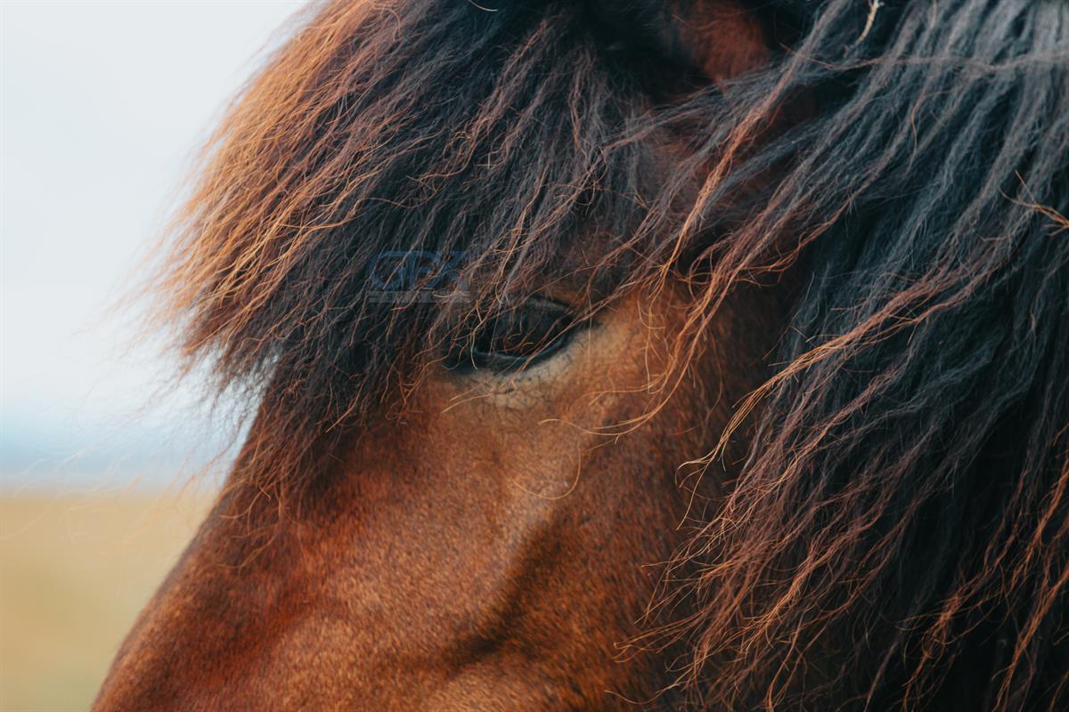 دانلود عکس Close Up پرتره اسب ایسلندی | چشمان Icelandic Horse