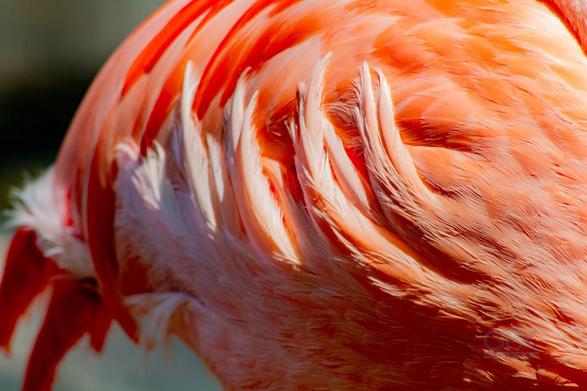 تصویر نزدیک فلامینگو Flamingo Closeup رنگارنگ
