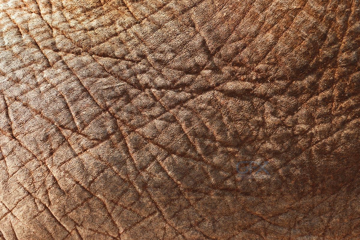 دانلود عکس بافت پوست فیل آسیایی | Asian Elephant Skin Background از gfxstock