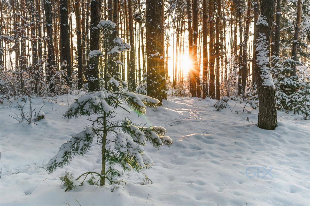 عکس جنگل برفی زمستانی Winter Snowy Pine Forest