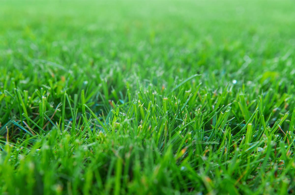 عکس چمن سبز طبیعی Green Grass Background