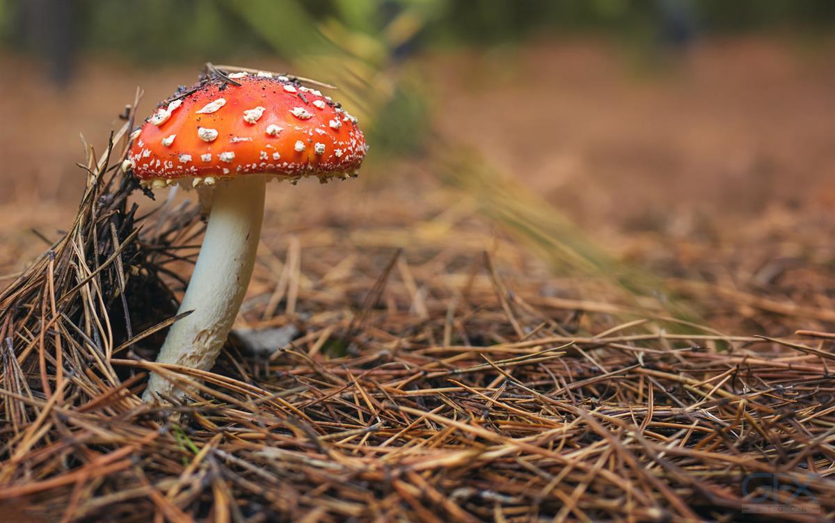 عکس قارچ قرمز جنگلی Red Fly Agaric Mushroom