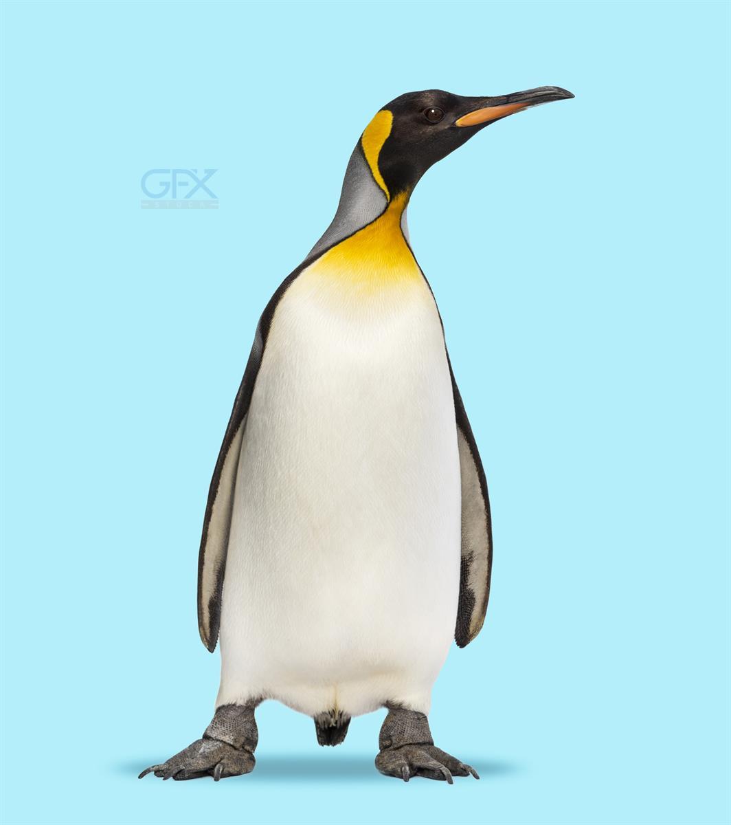شاه‌پنگوئن Majestic Penguin در نور طلایی