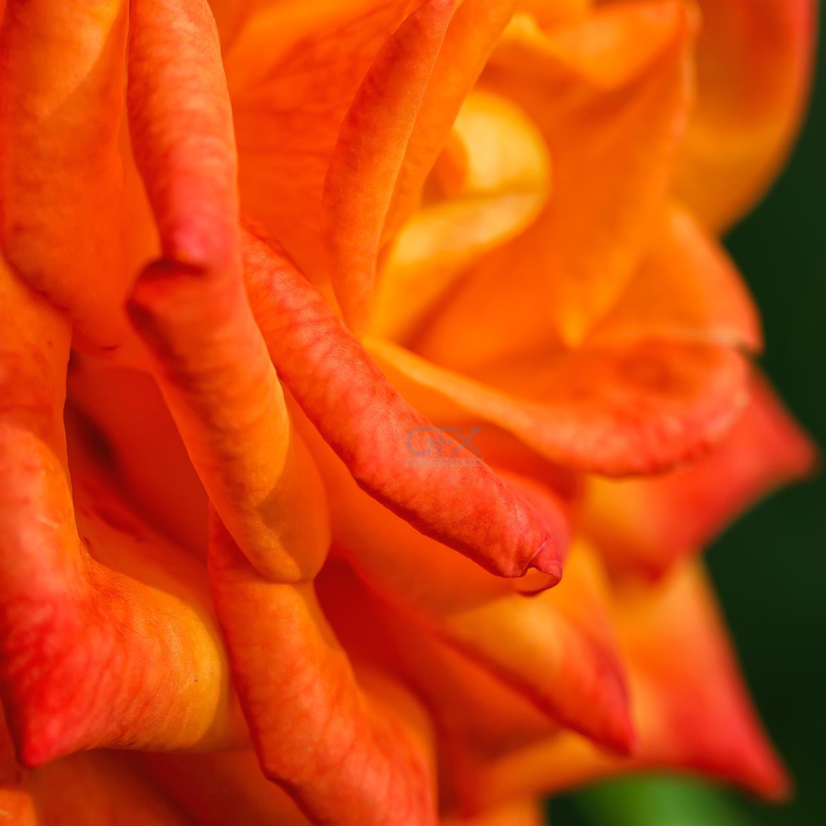 نزدیک‌نگری Orange Rose — عکس استوک گل نارنجی