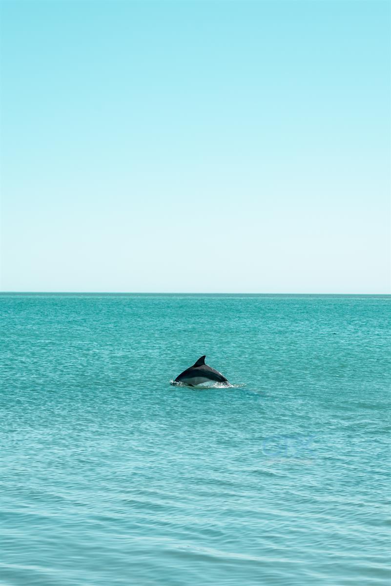پرش دلفین وحشی در Turquoise Waters - Monkey Mia