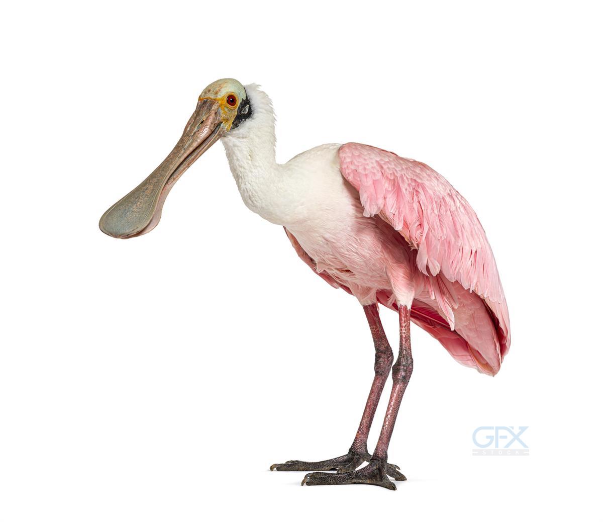 قاشق‌نوک صورتی Roseate Spoonbill عکس با پس‌زمینه سفید