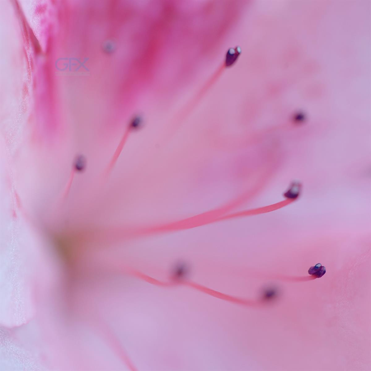 رودودندرون صورتی - Bright Pink Rhododendron Macro