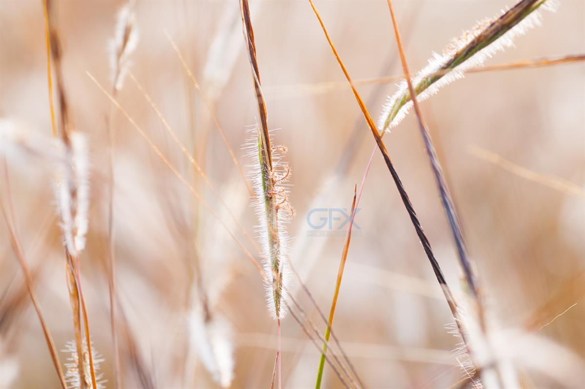 چمن سبز با شبنم — Fresh Green Grass Close-up