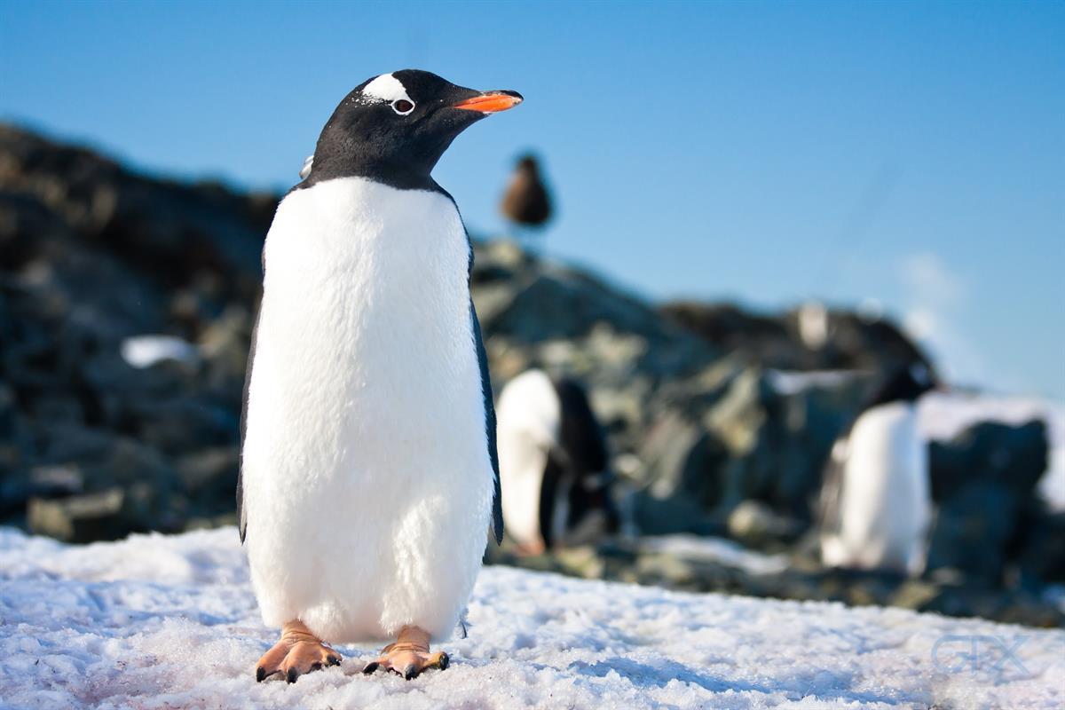 پنگوئن Gentoo در Antarctic - عکس حیات‌وحش استوک