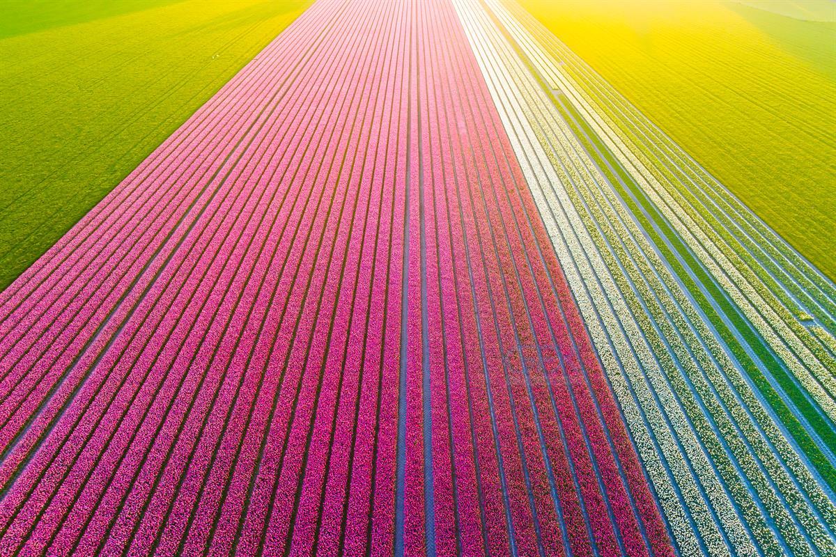 نمای هوایی مزرعه لاله - Tulip Field Aerial