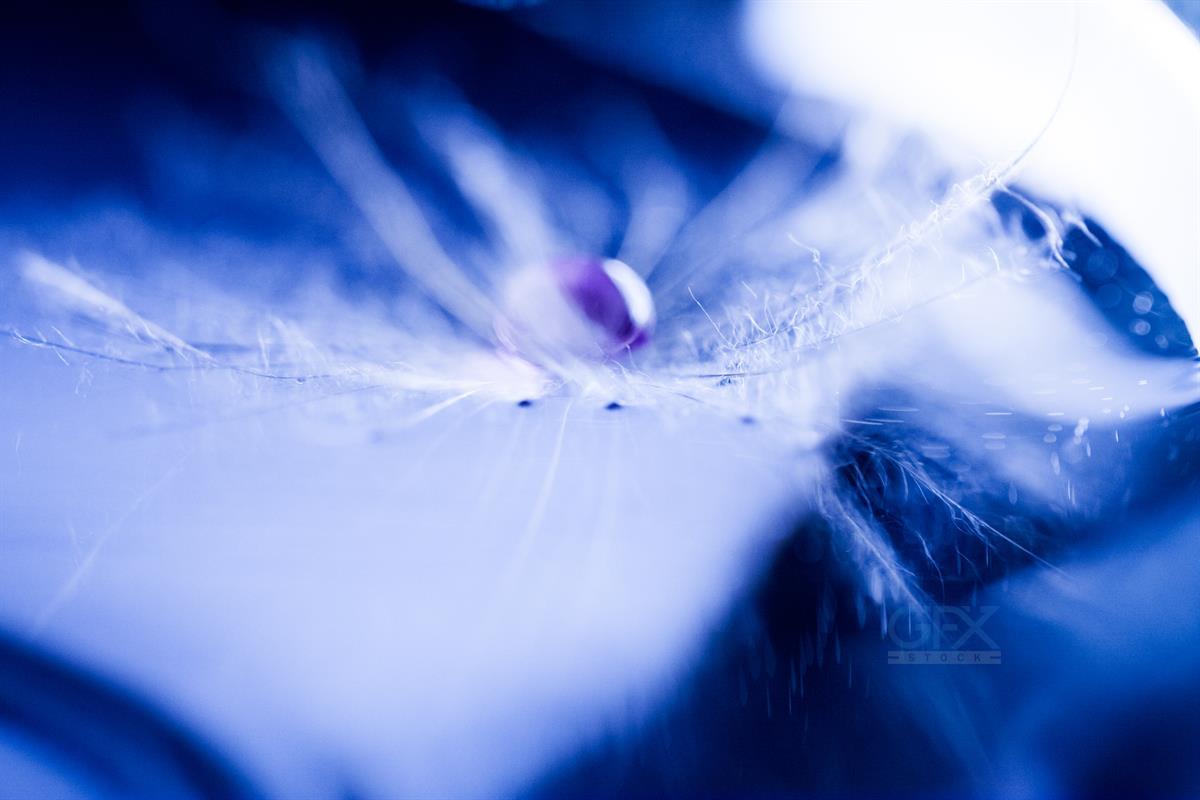 ماکرو انتزاعی Dandelion: قطره رنگی Abstract Macro