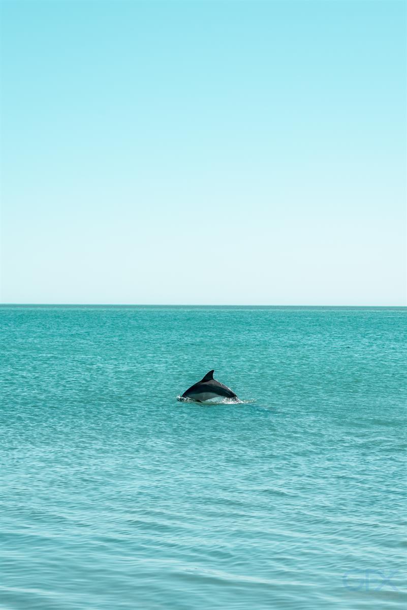 دانلود عکس دلفین وحشی Wild Dolphin Ocean Photo