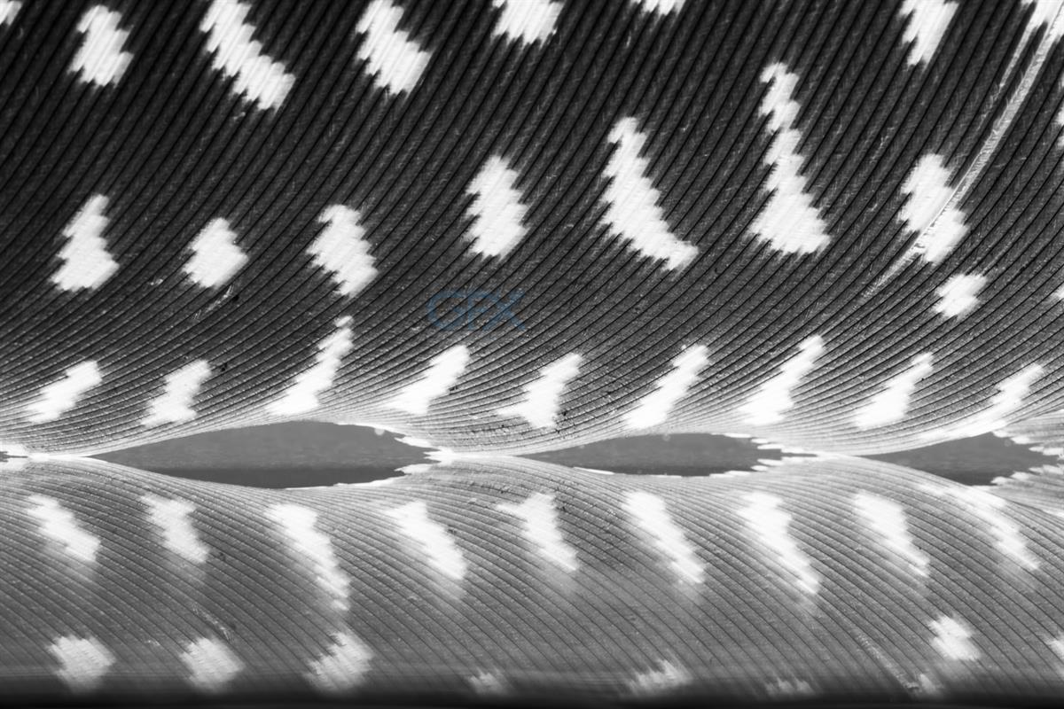 دانلود تصویر باکیفیت پر مرغ شاخدار با پس زمینه تیره Guinea Hen Feather With Dark Background جهت استفاده در طرح های گرافیکی و بک گراند
