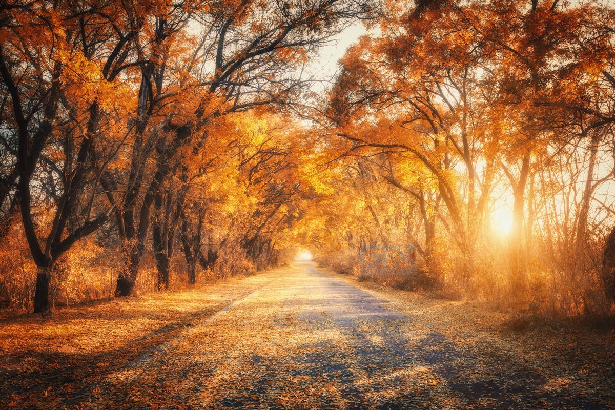 عکس جاده پاییزی Autumn Forest Road Sunset
