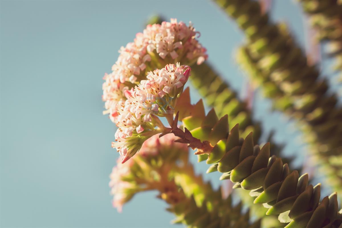 عکس شکوفه های بهاری Pink Flowers in Spring
