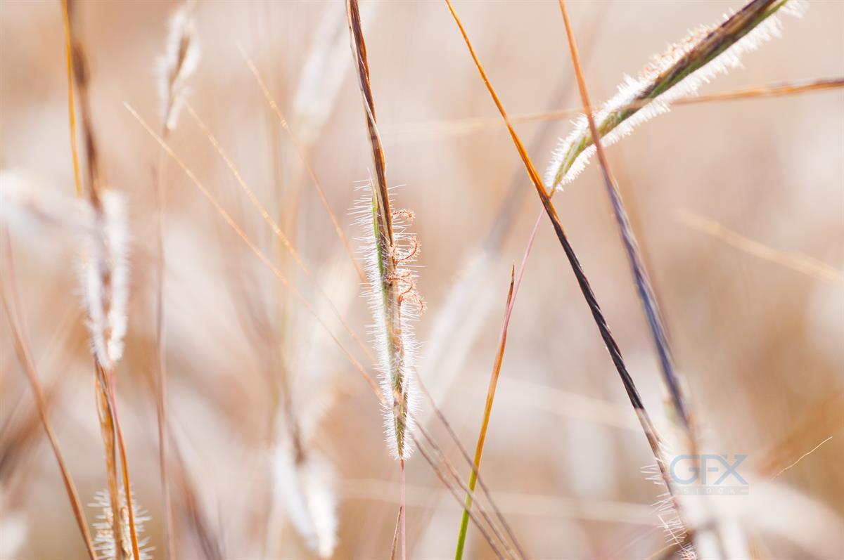 چمن سبز با قطرات شبنم — Fresh Green Grass
