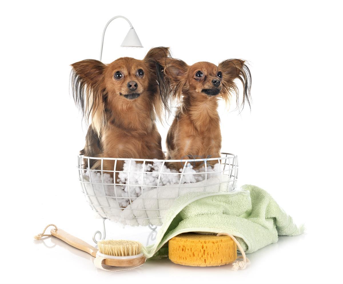 دو سگ دوست‌داشتنی in Decorative Tub - عکس استوک