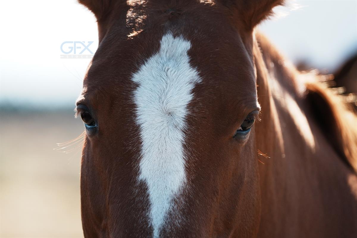 نمای نزدیک اسب قهوه‌ای - Horse Close-Up در طبیعت