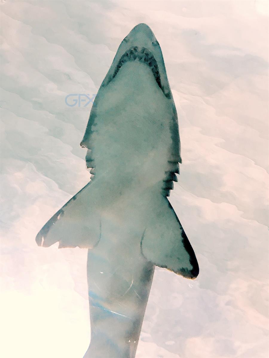 کوسه سفید Great White در طبیعت