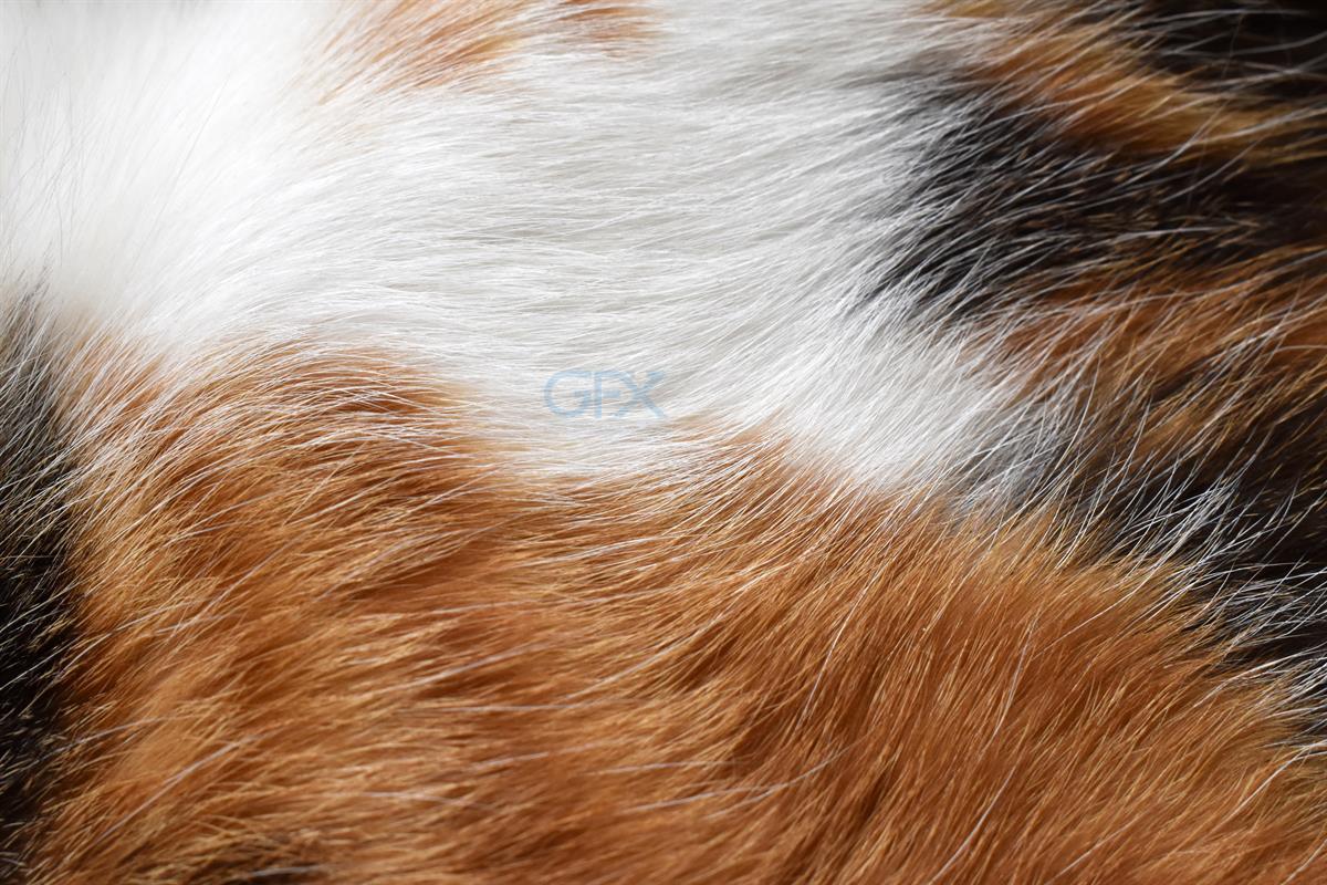 بافت خز گربه کالیکو - Calico Cat Fur Texture Background