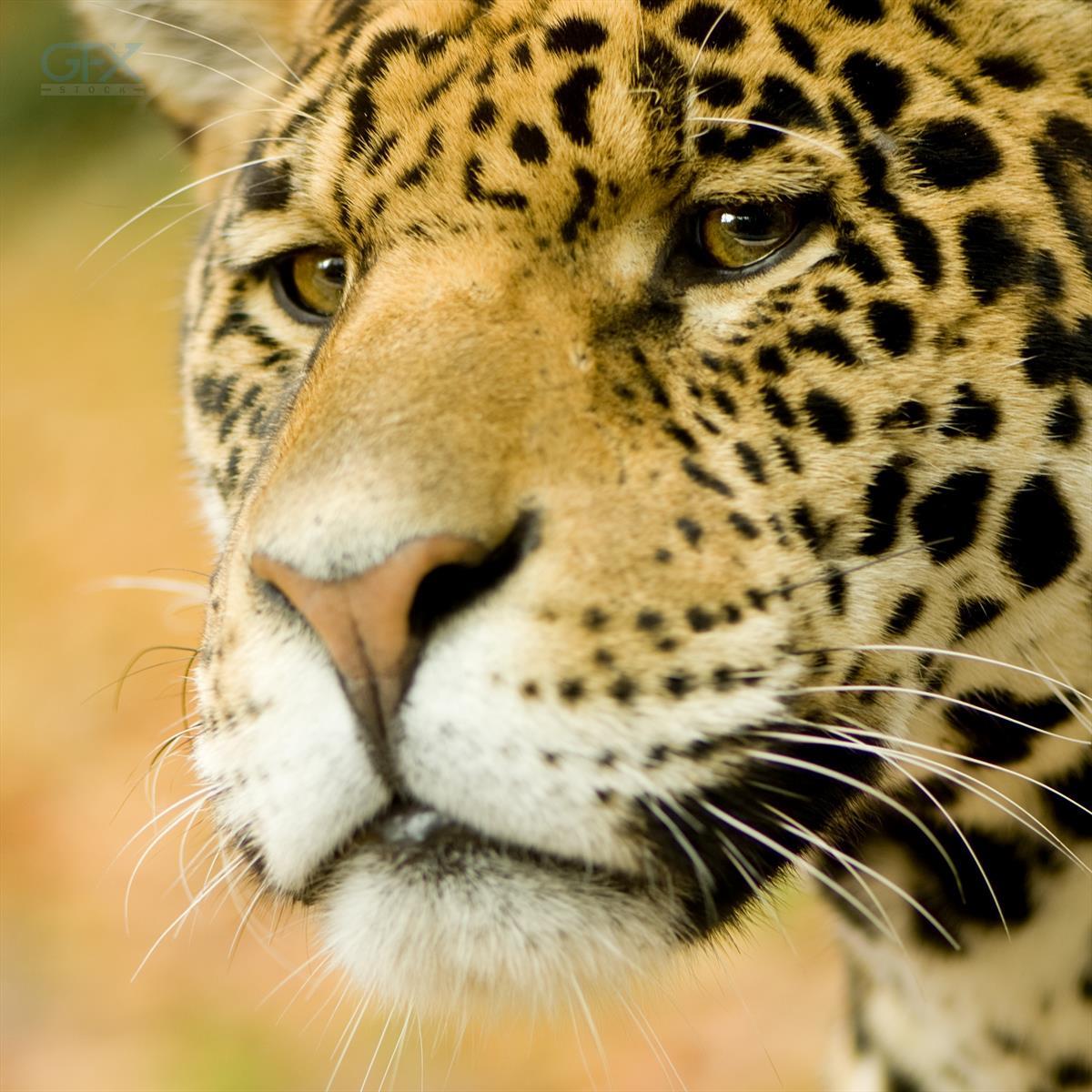 تصویر نزدیک Jaguar، چهره Panthera onca برای دانلود