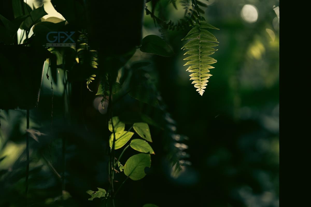 دانلود تصویر برگ‌های استوایی مونسترا Rustic Tropical Garden with Monstera Foliage برای طراحی و پس‌زمینه