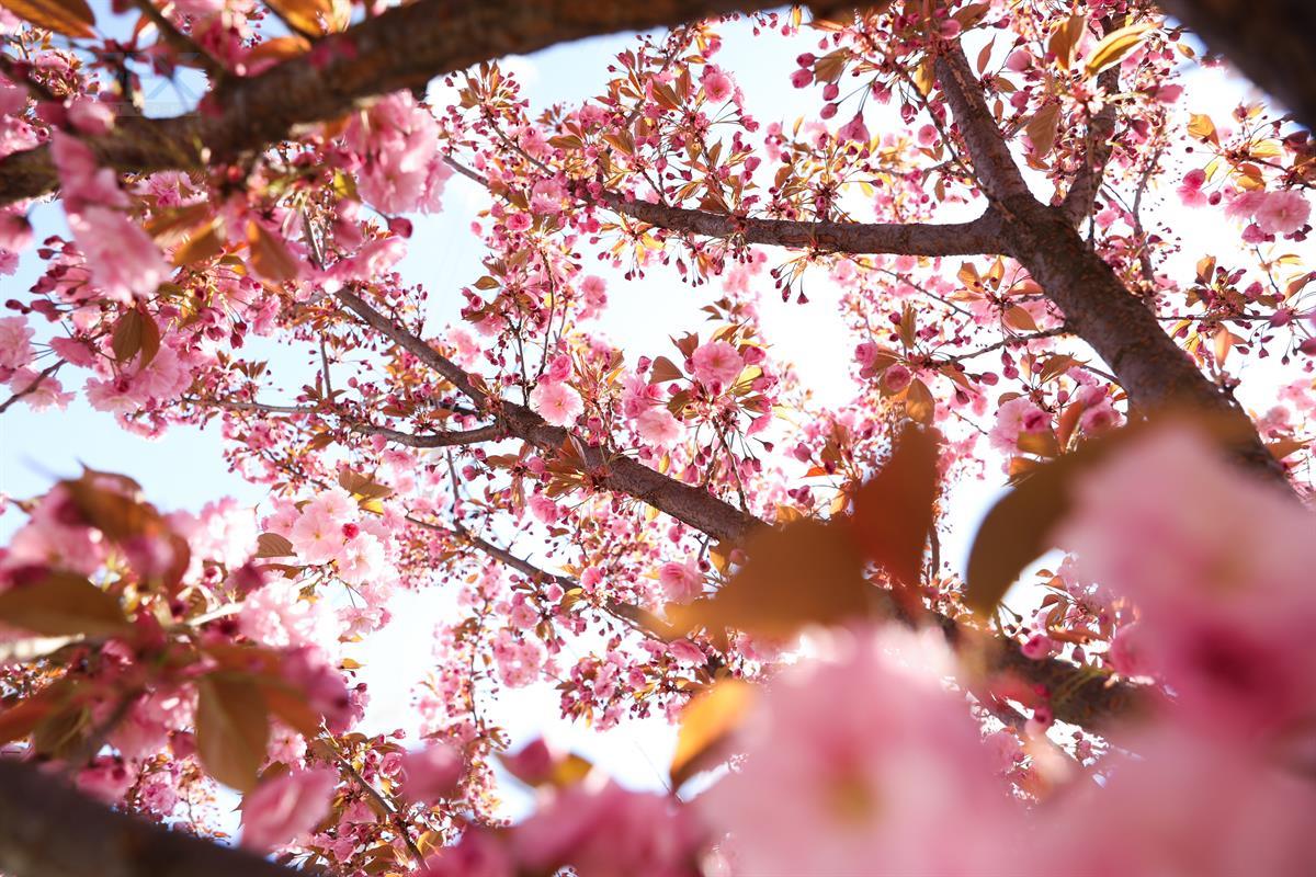 شکوفه‌های صورتی بهاری - Delicate Cherry Blossoms