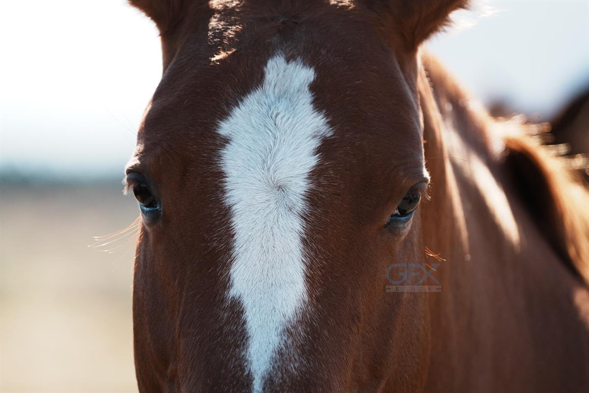 منظره اسب grazing در دشت آفتابی - Scenic Horse Photo