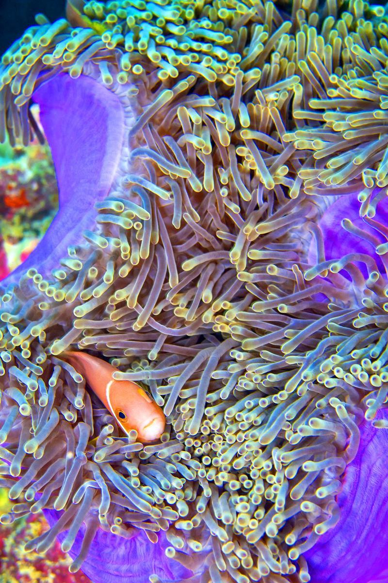 ماهی دلقک سیاه‌پِره Blackfinned Anemonefish در مالدیو