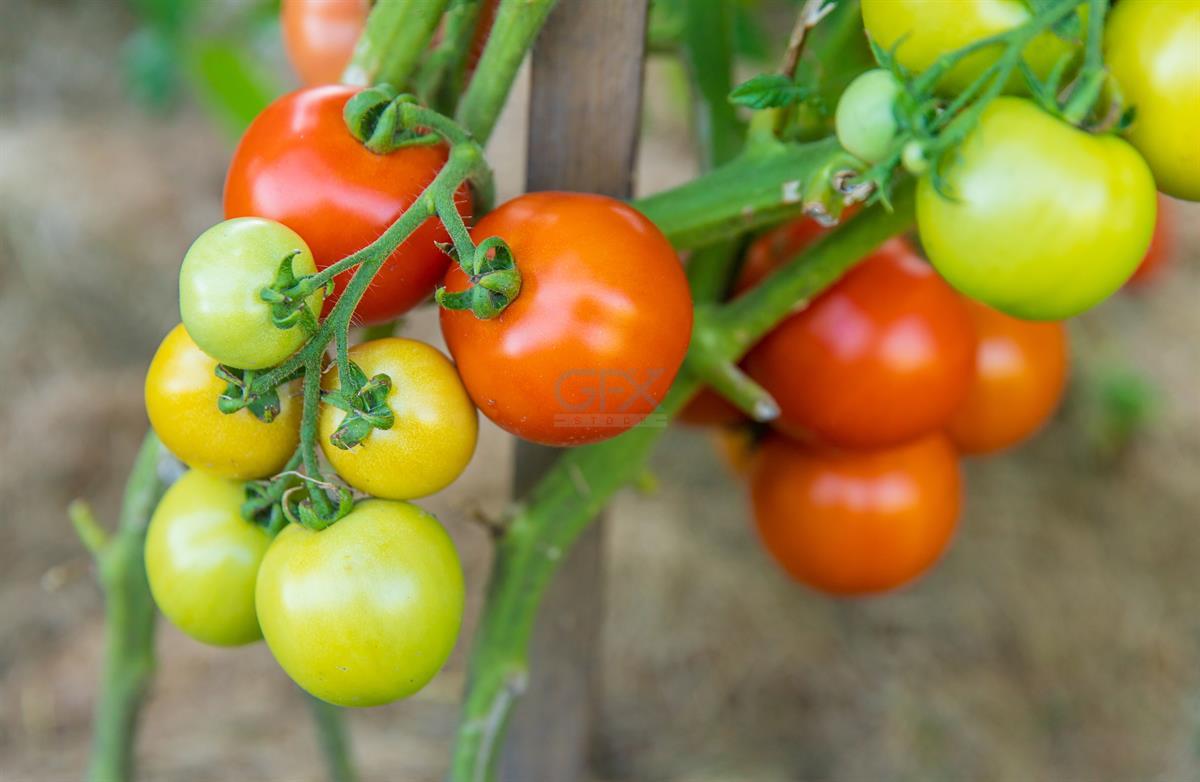 عکس گوجه فرنگی Fresh Ripe Tomatoes
