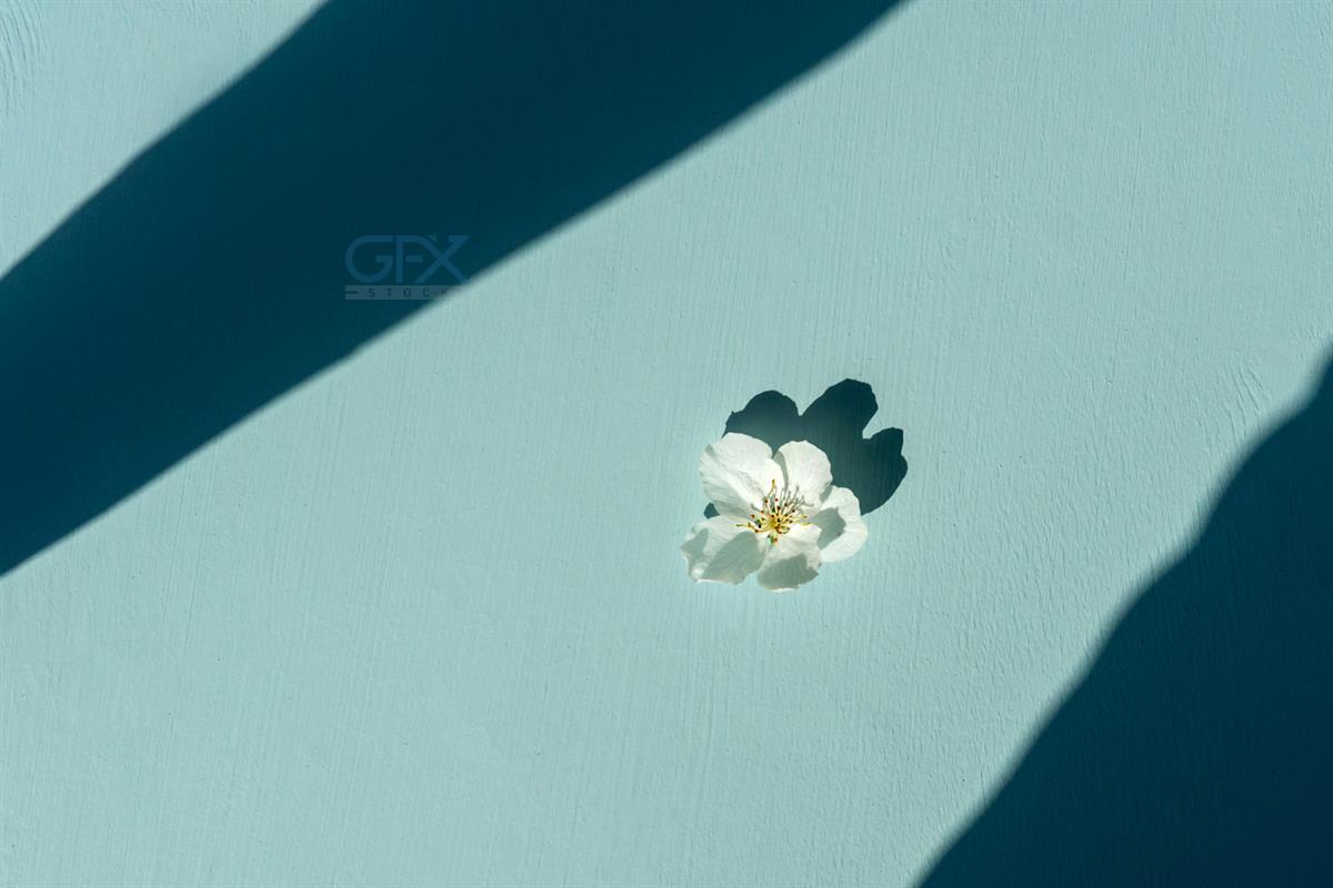 گل سفید آرام | Little Flower on Blue Background