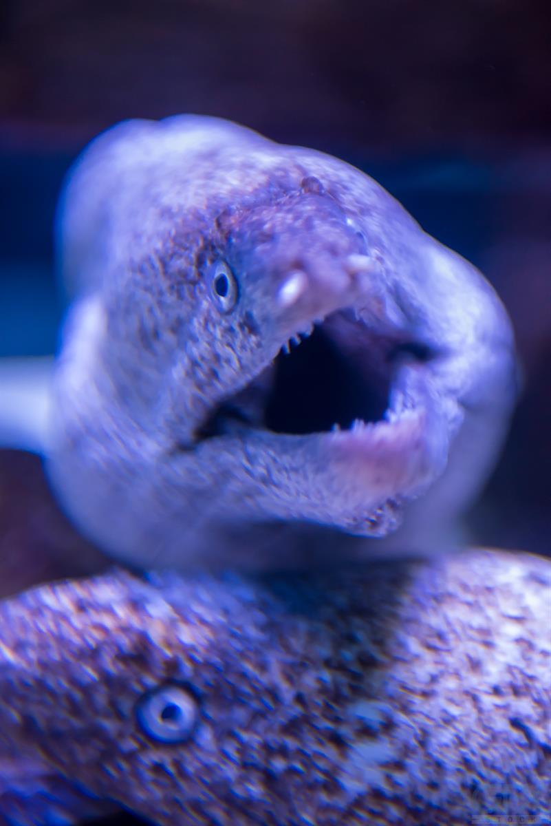 عکس Fish in Aquarium | Moray Eel عکاسی زیرآب
